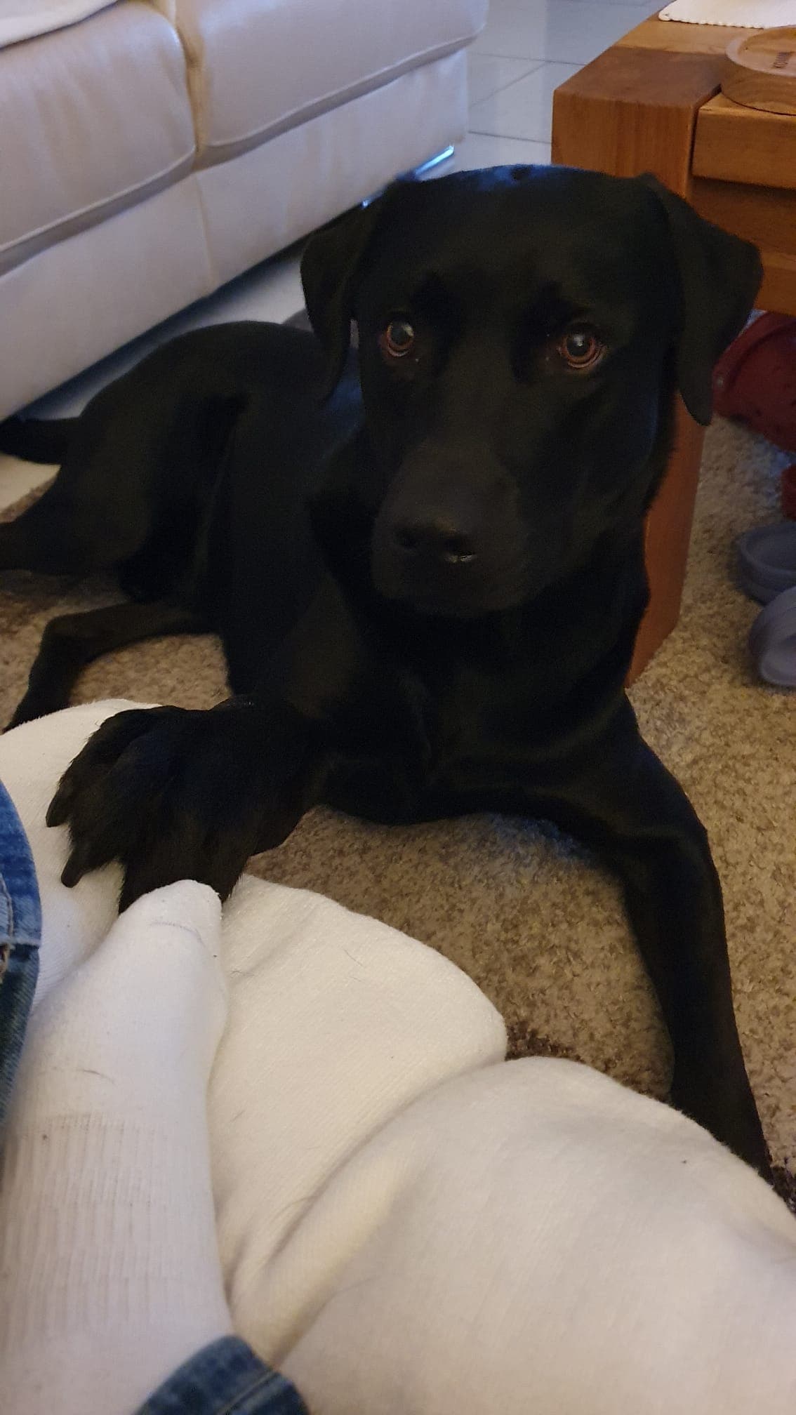 Louis, der Labrador von Katrin Lampé